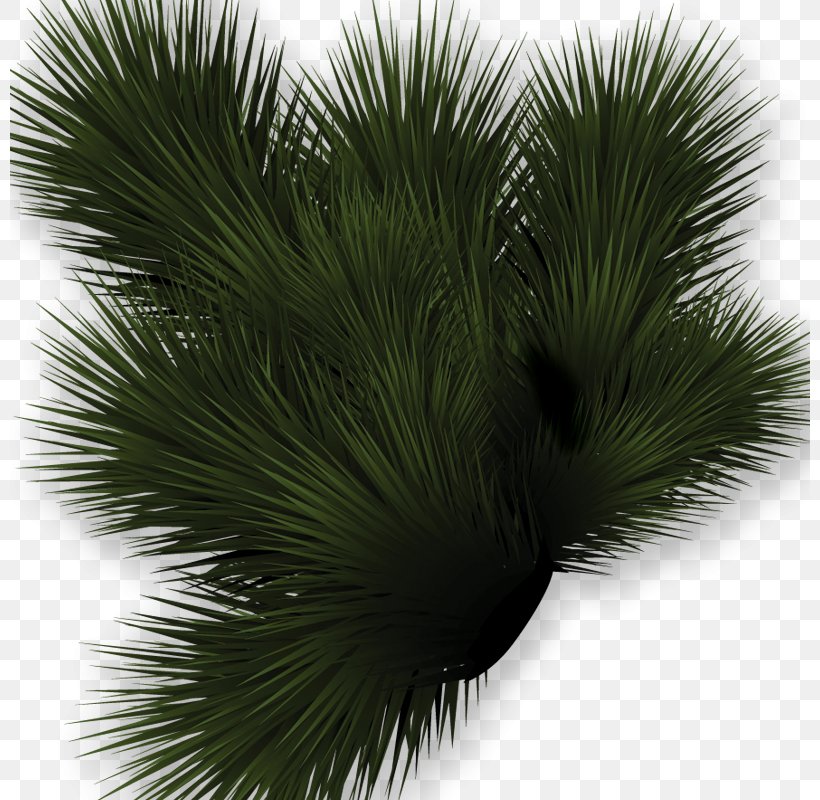 Asian Palmyra Palm Lawn Meadow Clip Art, PNG, 800x800px, Asian Palmyra Palm, Arecales, Borassus, Borassus Flabellifer, Cartoon Download Free
