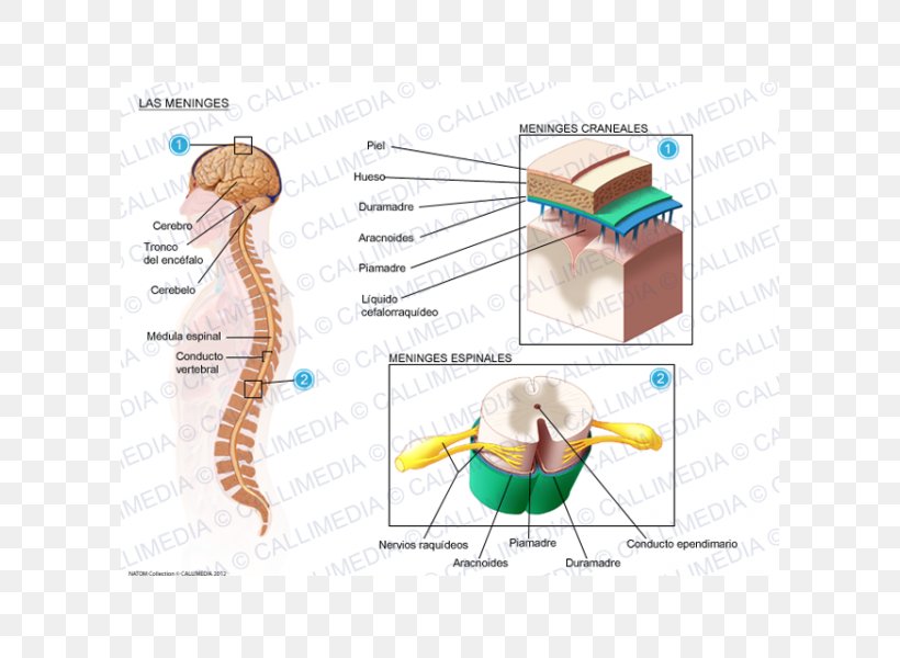 Meningitis Meninges Spinal Cord Cerebrospinal Fluid Virus, PNG, 600x600px, Watercolor, Cartoon, Flower, Frame, Heart Download Free