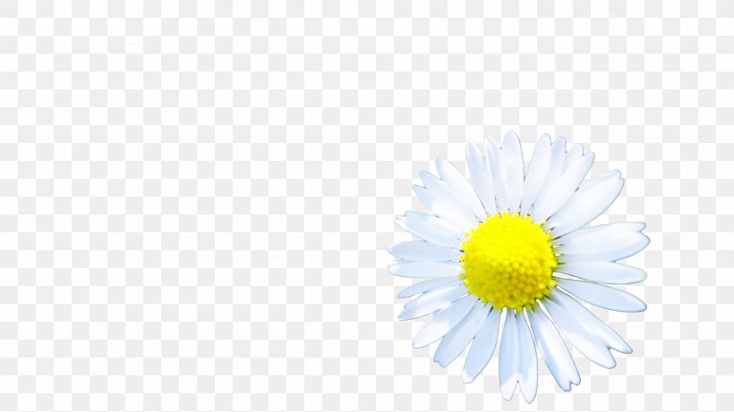 Oxeye Daisy Chrysanthemum Desktop Wallpaper Computer Dandelion, PNG, 2560x1440px, Oxeye Daisy, Chrysanthemum, Chrysanths, Computer, Daisy Download Free