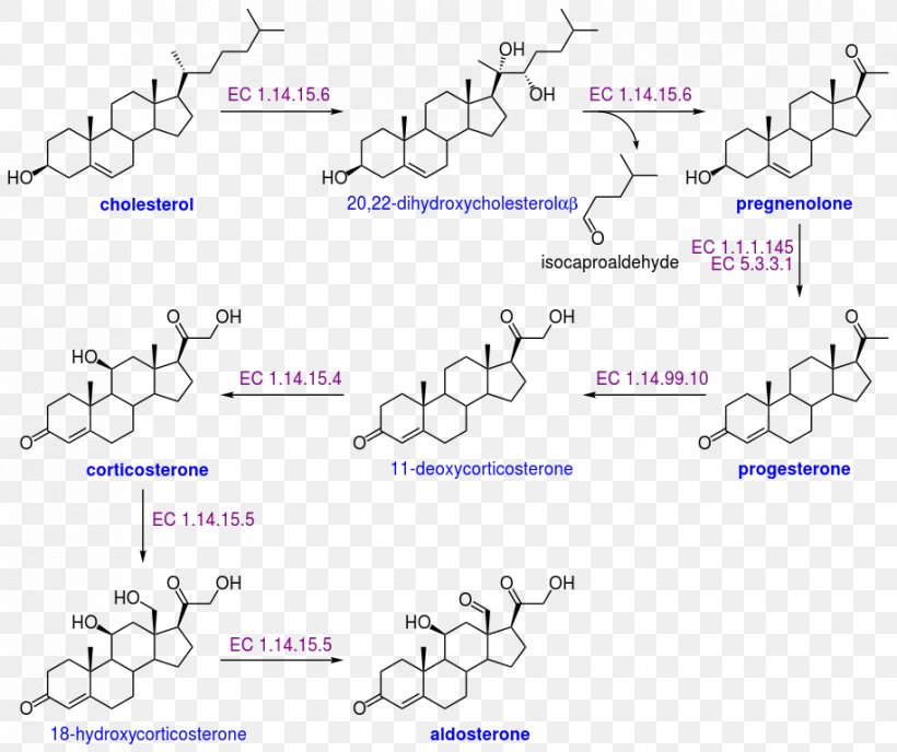 Aldosterone Cholesterol Biosynthesis Dehydroepiandrosterone Sulfate, PNG, 915x768px, Watercolor, Cartoon, Flower, Frame, Heart Download Free