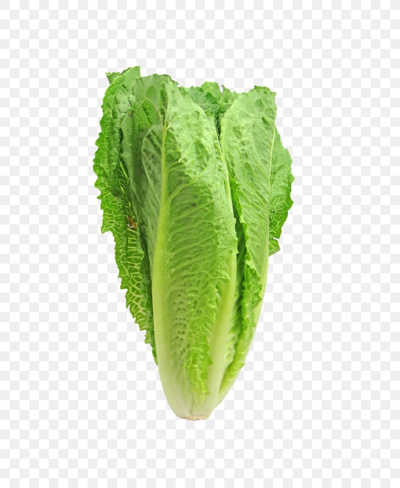 Centers For Disease Control And Prevention Romaine Lettuce Caesar Salad, PNG, 800x1000px, Romaine Lettuce, Cabbage, Caesar Salad, Celtuce, Chard Download Free