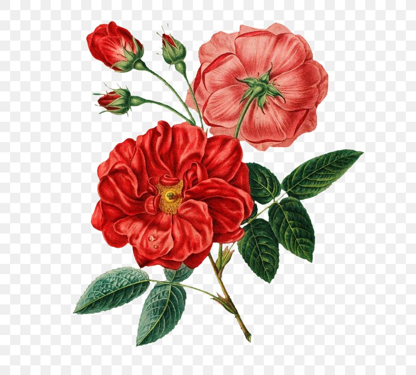 Flower Bouquet Botany Rose Botanical Illustration, PNG, 658x739px, Flower, Annual Plant, Botanical Illustration, Botany, Camellia Download Free