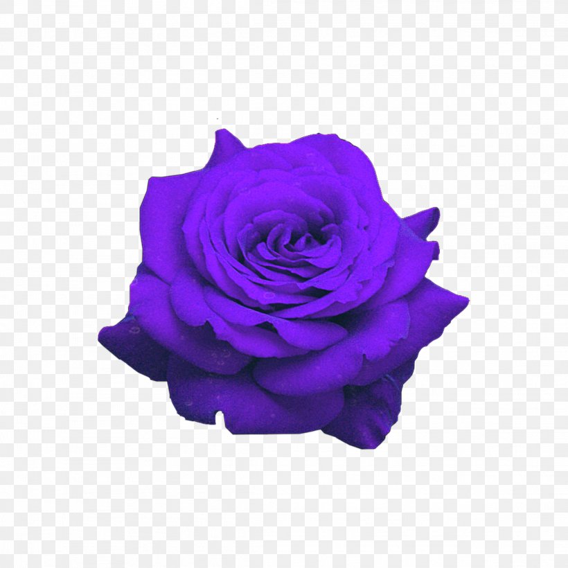 Garden Roses Image Clip Art, PNG, 2289x2289px, Rose, Blue, Blue Rose, Cobalt Blue, Cut Flowers Download Free