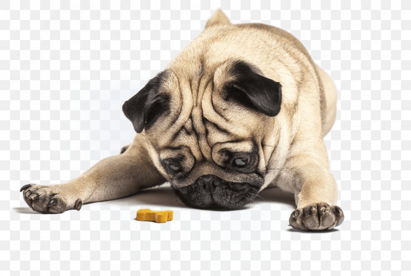 Puppy Pug Dog Training Pet Sitting Dog Biscuit, PNG, 1234x830px, Puppy, Assistance Dog, Behavior, Carnivoran, Companion Dog Download Free
