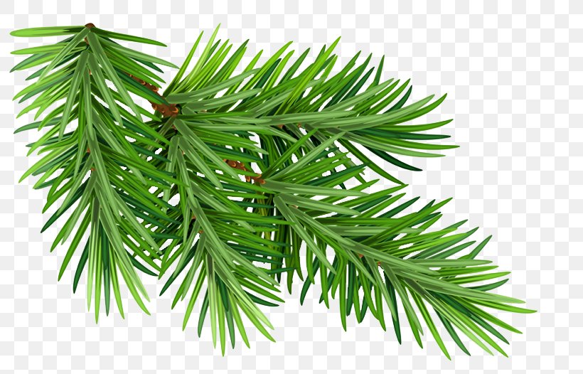 Shortleaf Black Spruce Columbian Spruce Balsam Fir Yellow Fir Jack Pine, PNG, 807x526px, Shortleaf Black Spruce, Balsam Fir, Canadian Fir, Columbian Spruce, Jack Pine Download Free