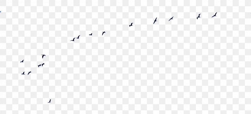 Bird Migration Point Angle Font, PNG, 1458x662px, Bird Migration, Animal Migration, Area, Beak, Bird Download Free