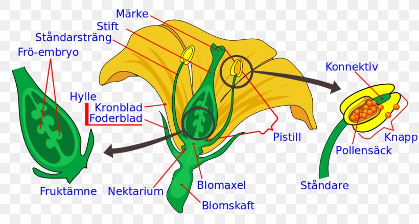 Flowering Plant Stigma Plant Reproduction Pollen, PNG, 1024x549px, Watercolor, Cartoon, Flower, Frame, Heart Download Free