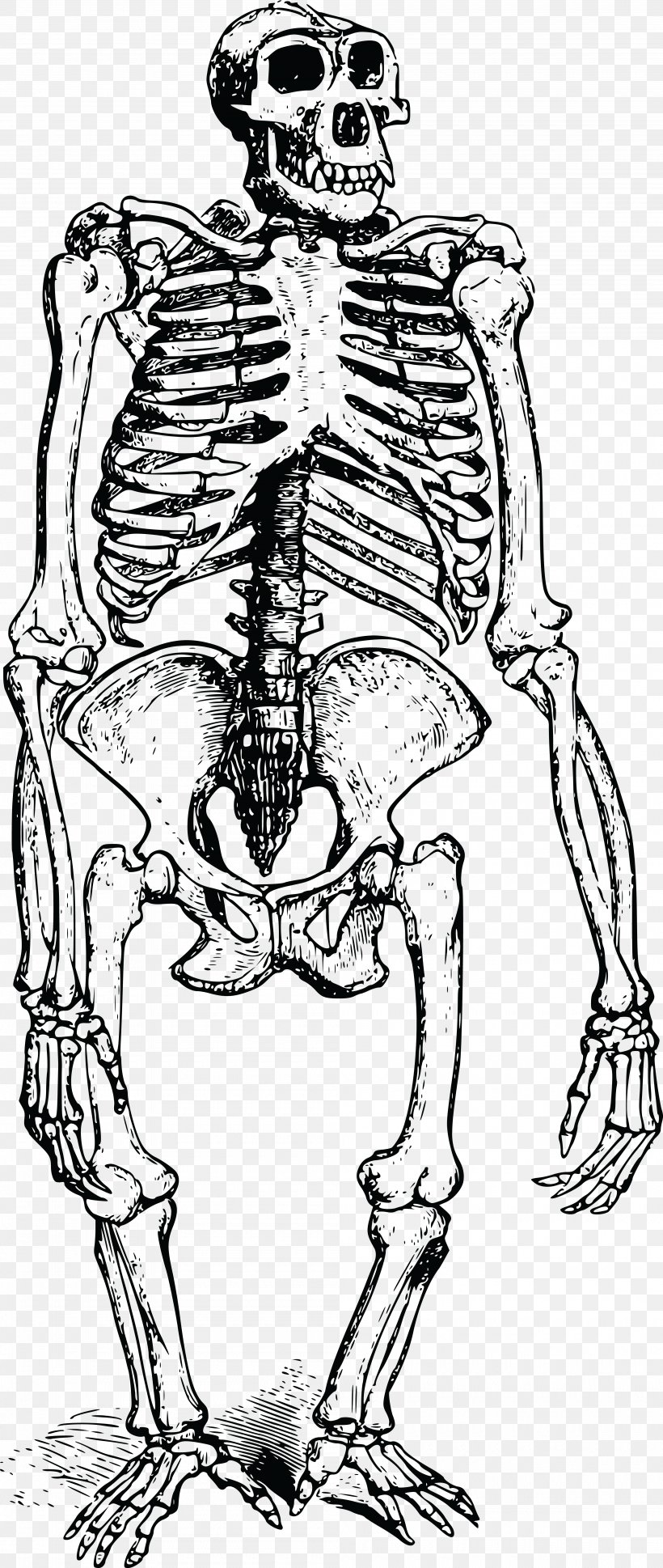 Gorilla Human Skeleton Bone Orangutan, PNG, 4000x9458px, Watercolor, Cartoon, Flower, Frame, Heart Download Free