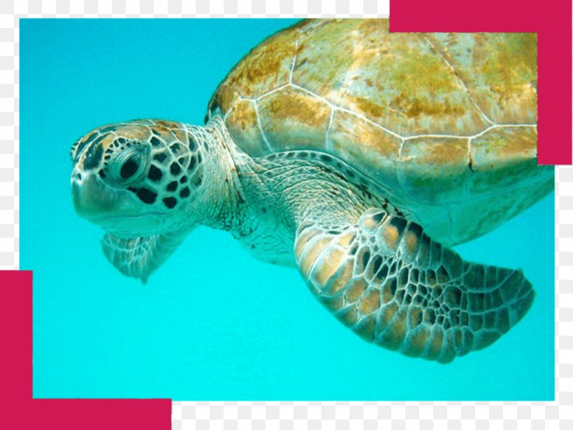 Green Sea Turtle Barbados Hawksbill Sea Turtle, PNG, 1024x768px, Turtle, Barbados, Beach, Breaking Wave, Caribbean Download Free