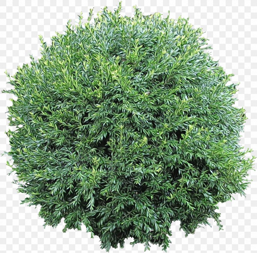 Juniper Subshrub, PNG, 1404x1385px, Juniper, American Larch, Cypress Family, Evergreen, Flower Download Free