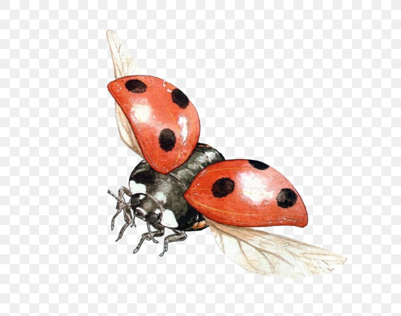 Ladybird Beetle Transparency Clip Art, PNG, 618x646px, 3d Computer Graphics, Beetle, Arthropod, Clipping Path, Image File Formats Download Free