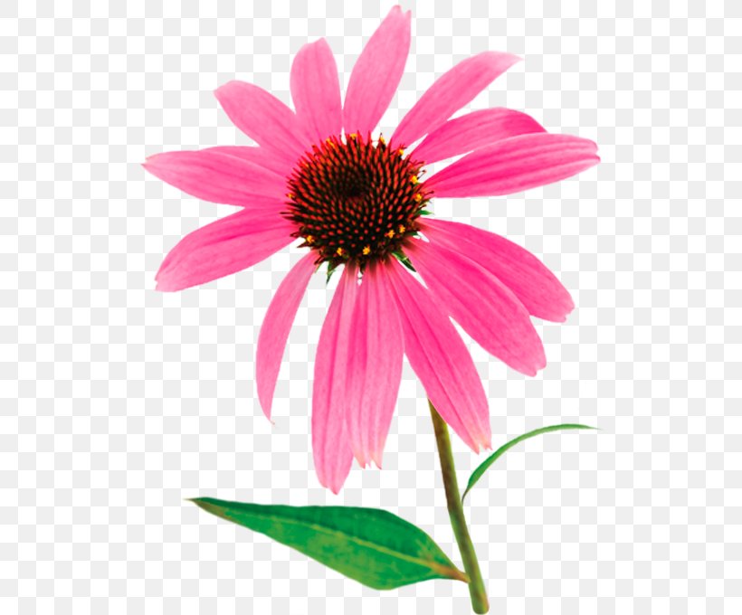 Purple Coneflower Echinacea Angustifolia Herbalism Plant Echinacea Paradoxa, PNG, 518x680px, Purple Coneflower, Annual Plant, Aster, Coneflower, Daisy Family Download Free