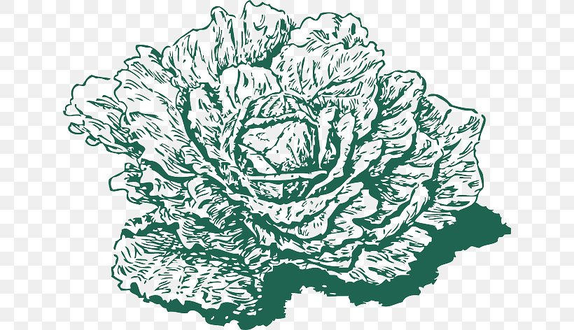 Collard Greens Leaf Vegetable Clip Art, PNG, 640x472px, Collard Greens, Artwork, Black And White, Cabbage, Cut Flowers Download Free