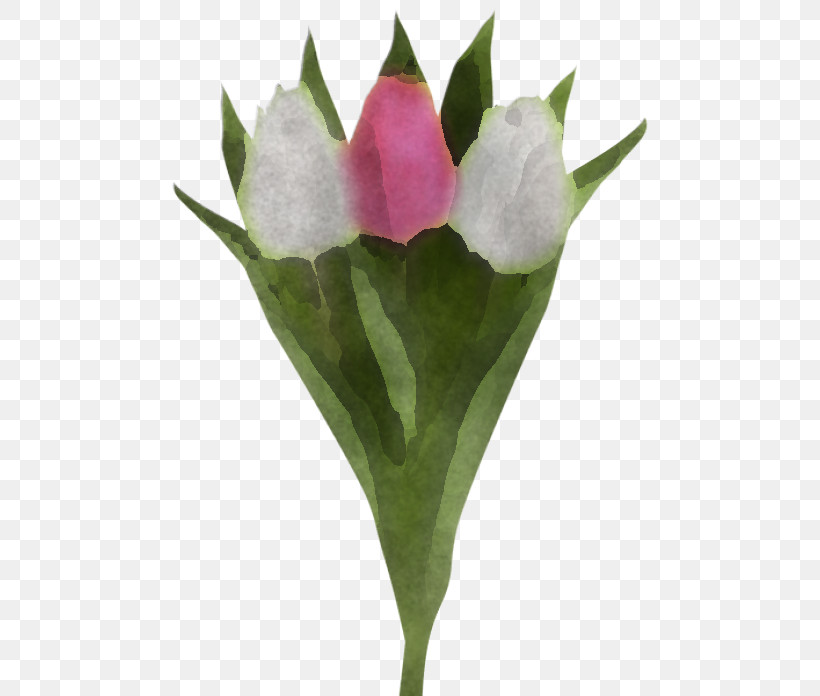 Flower Plant Pink Petal Tulip, PNG, 480x696px, Flower, Anthurium, Cut Flowers, Leaf, Lily Family Download Free