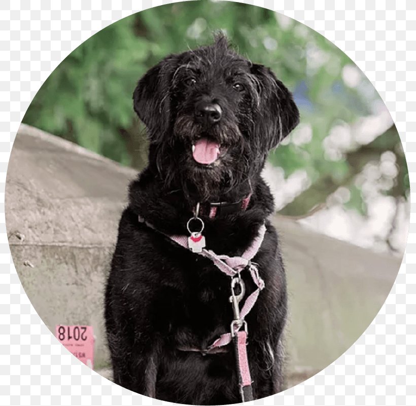 Miniature Schnauzer Schnoodle Affenpinscher Portuguese Water Dog Tibetan Terrier, PNG, 801x801px, Miniature Schnauzer, Affenpinscher, Animal, Breed, Carnivoran Download Free