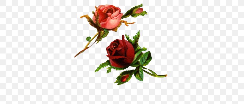 Rose Flower Desktop Wallpaper Clip Art, PNG, 350x350px, Rose, Antique, Artificial Flower, Blog, Cut Flowers Download Free