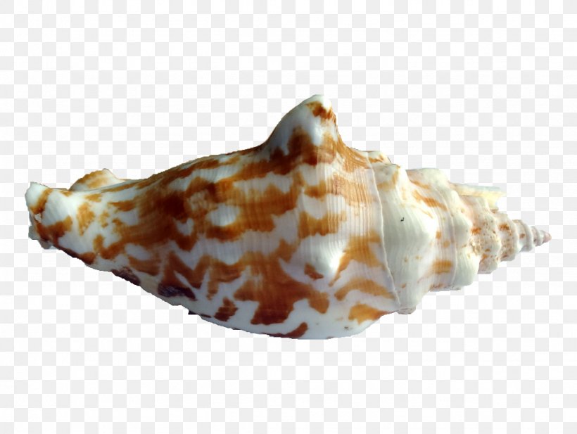Shankha Seashell Conchology Sea Snail, PNG, 1024x771px, Shankha, Conch, Conchology, Invertebrate, Molluscs Download Free
