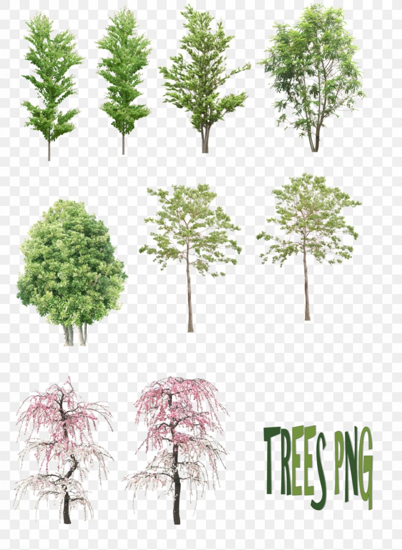 Tree DeviantArt, PNG, 900x1232px, Tree, Art, Branch, Computer Graphics, Deviantart Download Free