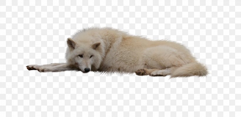 German Shepherd Arctic Wolf Puppy Black Wolf Canidae, PNG, 2300x1121px, German Shepherd, Animal, Arctic Fox, Arctic Wolf, Bear Download Free