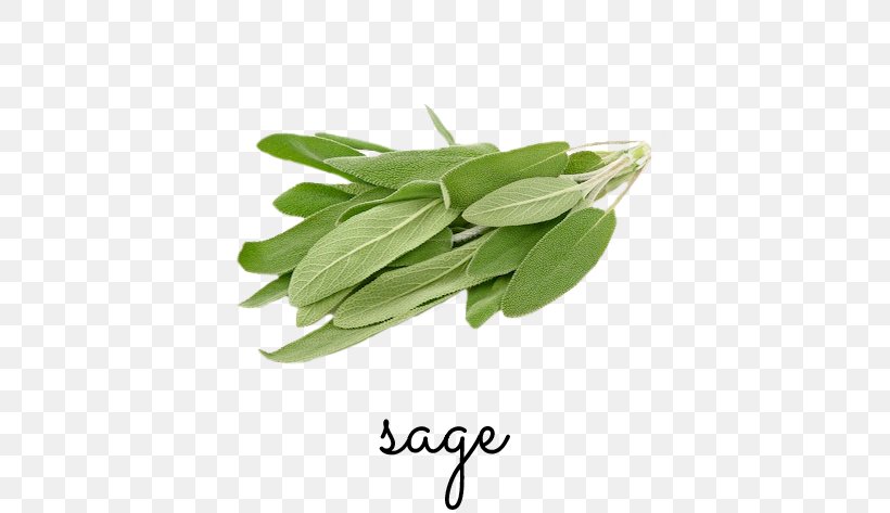 Herb Common Sage Food Italian Cuisine Parsley, PNG, 630x473px, Herb, Common Sage, Food, Grocery Store, Health Food Download Free