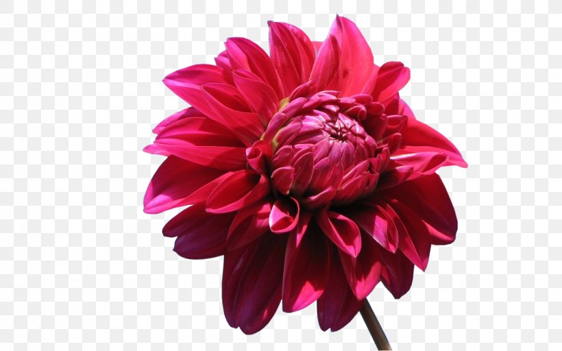 High-definition Television Dahlia 1080p Desktop Wallpaper Display Resolution, PNG, 1600x1000px, 4k Resolution, Highdefinition Television, Chrysanths, Computer, Cut Flowers Download Free