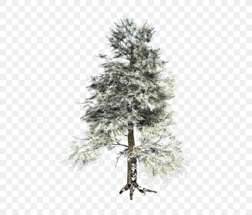 Spruce Pine Centerblog Tree, PNG, 466x699px, Spruce, Black And White, Blog, Branch, Centerblog Download Free