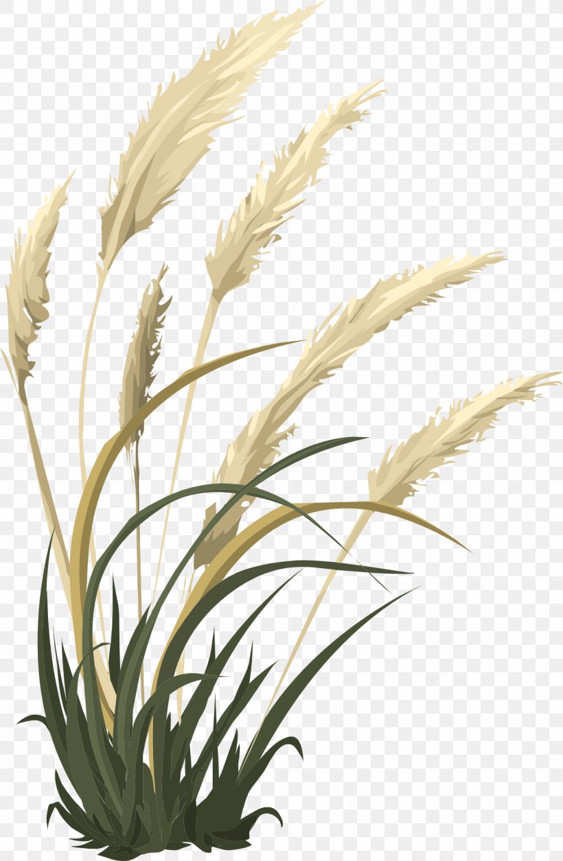 Grasses Woody Plant Plant Stem Herbaceous Plant, PNG, 1254x1920px, Grasses, Arecales, Branch, Commodity, Drawing Download Free