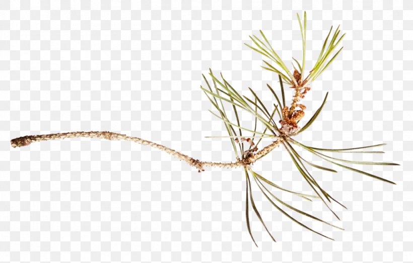 Twig Pine Fir Branch Tree, PNG, 1024x654px, Twig, American Larch, Blue Spruce, Botany, Branch Download Free