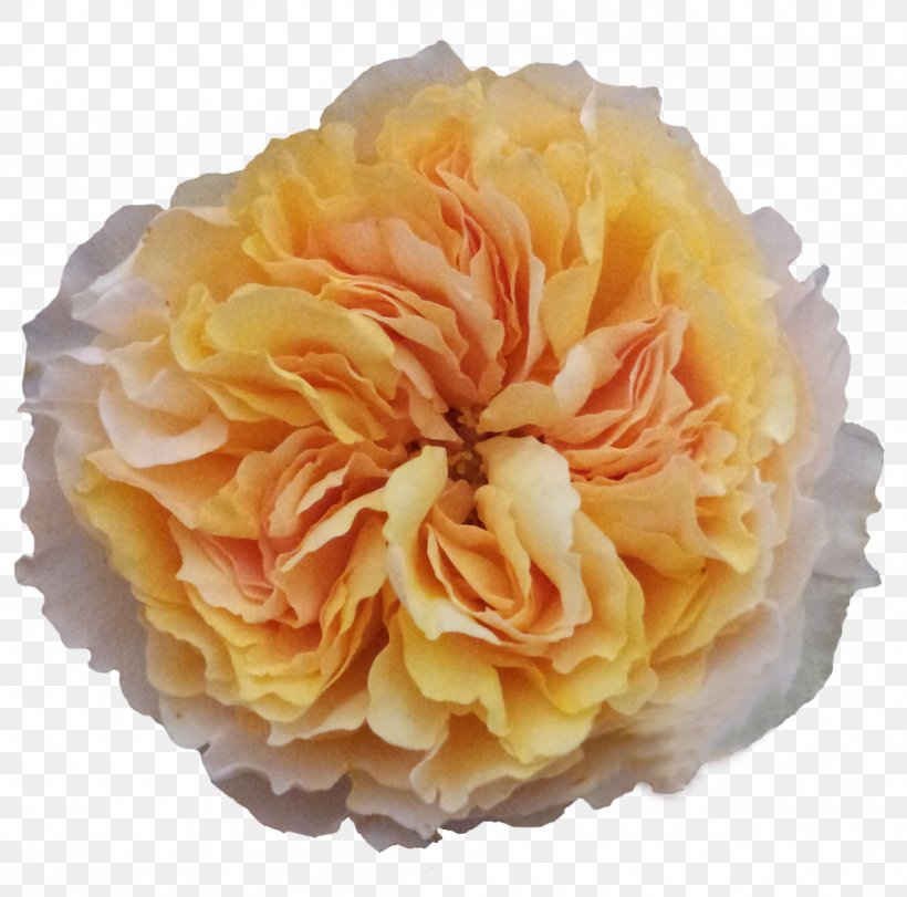 Cabbage Rose Garden Roses Cut Flowers Floristry, PNG, 1102x1091px, Cabbage Rose, Artificial Flower, Cut Flowers, Facebook, Facebook Inc Download Free