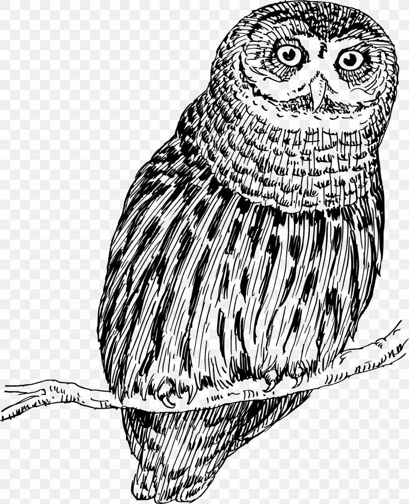 Owl Drawing Bird, PNG, 1946x2399px, Owl, Beak, Bird, Bird Of Prey, Black And White Download Free