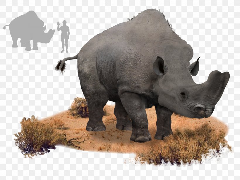 Rhinoceros Eocene Orangutan Embolotherium Animal, PNG, 2525x1893px, Rhinoceros, Animal, Animal Figure, Brontoscorpio Anglicus, Brontotheriidae Download Free