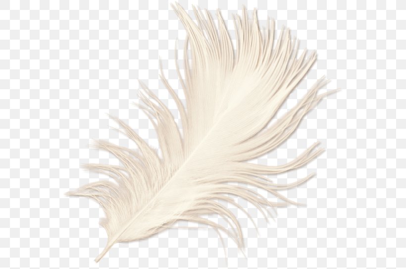 White Feather, PNG, 572x543px, Feather, Quill, White, White Feather, Wing Download Free