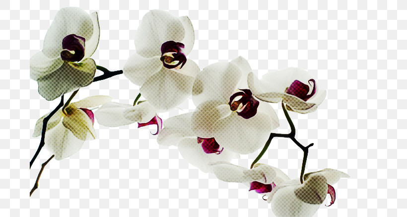 White Flower Petal Moth Orchid Plant, PNG, 700x437px, White, Cut Flowers, Dendrobium, Flower, Moth Orchid Download Free