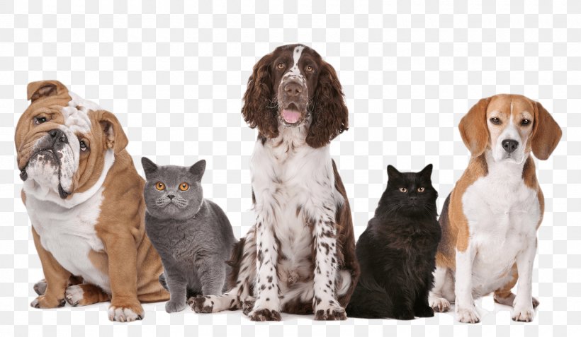 Dog–cat Relationship Pet Sitting Dog–cat Relationship Kitten, PNG, 1600x931px, Dog, Cat, Cats Dogs, Companion Dog, Dog Breed Download Free