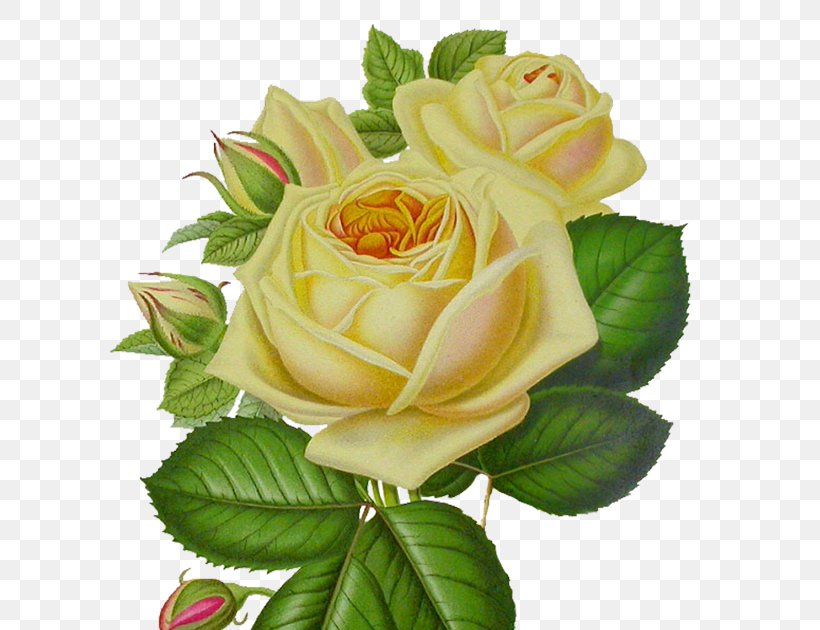 Garden Roses Flower Clip Art, PNG, 600x630px, Rose, Cut Flowers, Floribunda, Floristry, Flower Download Free