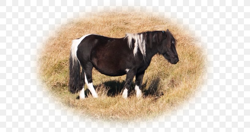 Mustang Mane Mare Stallion Rein, PNG, 640x434px, Mustang, Bridle, Grass, Halter, Horse Download Free