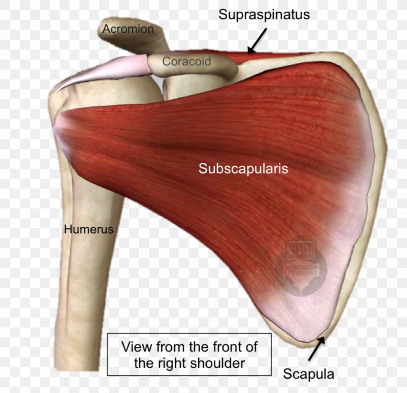 Shoulder Rotator Cuff Tear Subscapularis Muscle Supraspinatus Muscle, PNG, 826x798px, Watercolor, Cartoon, Flower, Frame, Heart Download Free