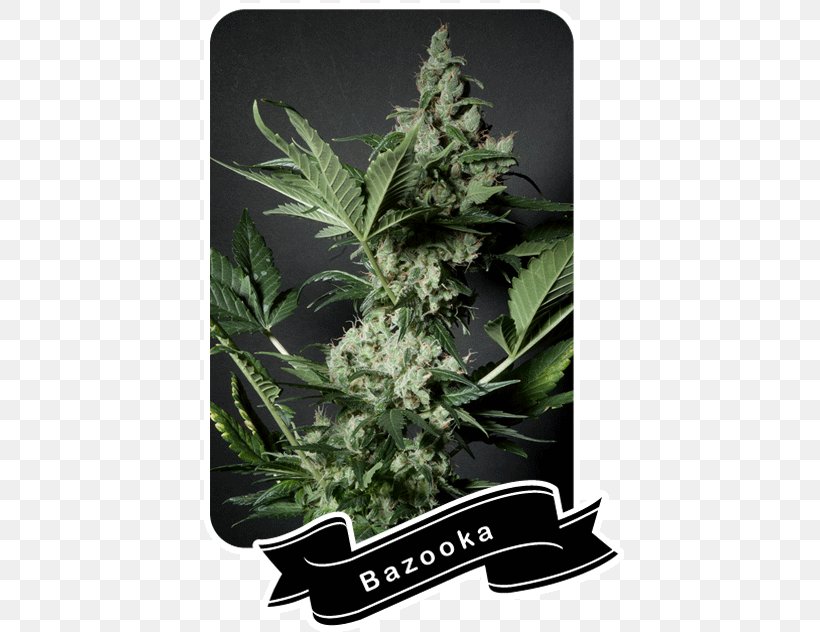 Cannabis La BaZooKa Seed Flavor, PNG, 428x632px, Cannabis, Bazooka, Crop Yield, Customer, Flavor Download Free