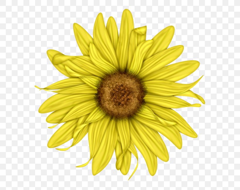 Common Sunflower Cut Flowers Petal Pollen, PNG, 643x650px, Flower, Chrysanths, Common Daisy, Common Sunflower, Cut Flowers Download Free