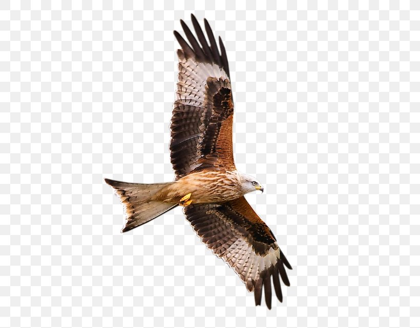 Bird Of Prey Hawk The Complete Guide To The Birdlife Of Britain And Europe Blog, PNG, 530x642px, Bird, Accipitriformes, Beak, Bird Of Prey, Blog Download Free