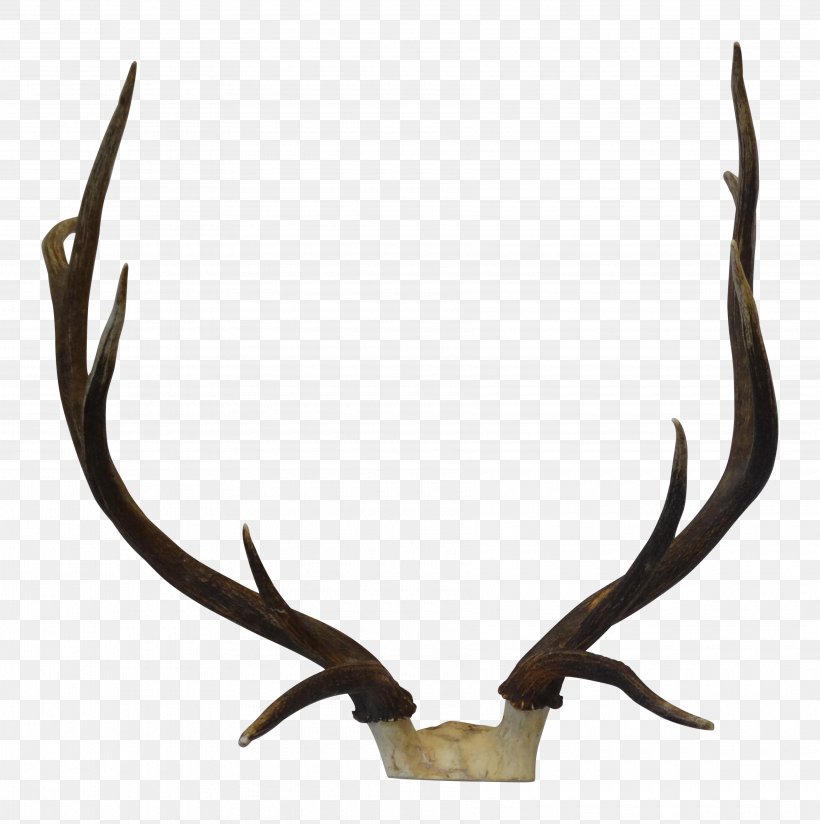 Elk Trophy Hunting Antler, PNG, 3560x3578px, Elk, Antler, Deer, Horn, Hunting Download Free