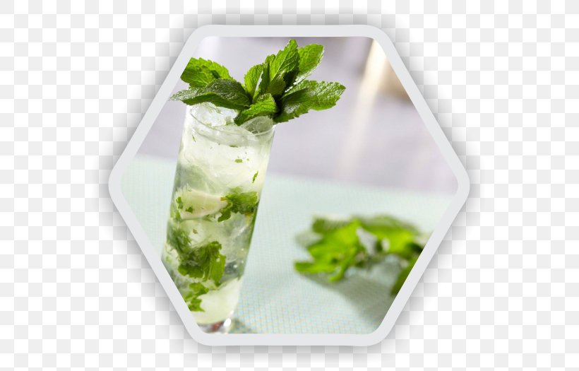 Gin And Tonic Cocktail Mojito Rum, PNG, 581x525px, Gin, Cocktail, Cocktail Garnish, Cocktail Shaker, Drink Download Free