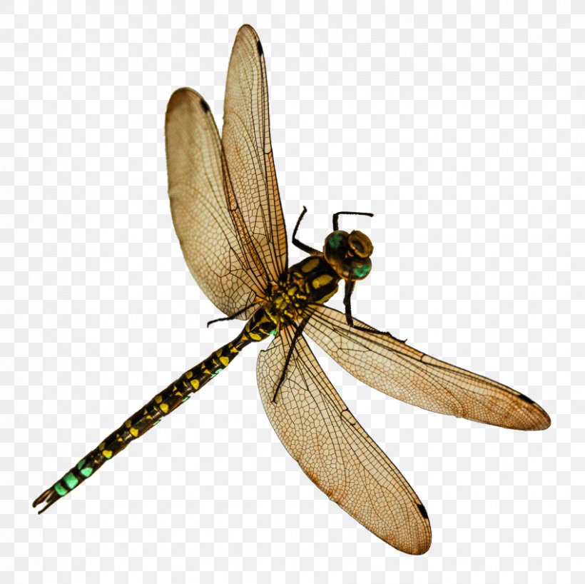 Insect Clip Art Transparency Image, PNG, 850x848px, Insect, Arthropod, Dragonflies And Damseflies, Dragonfly, Drawing Download Free