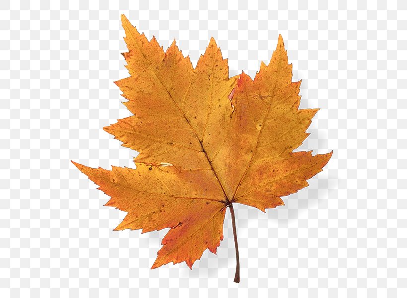 Autumn Leaf Color Maple Leaf Japanese Maple, PNG, 600x600px, Autumn Leaf Color, Autumn, Drawing, Green, Japanese Maple Download Free