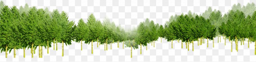 Download Tree Green, PNG, 1417x348px, Tree, Evergreen, Flowerpot, Forest, Grass Download Free