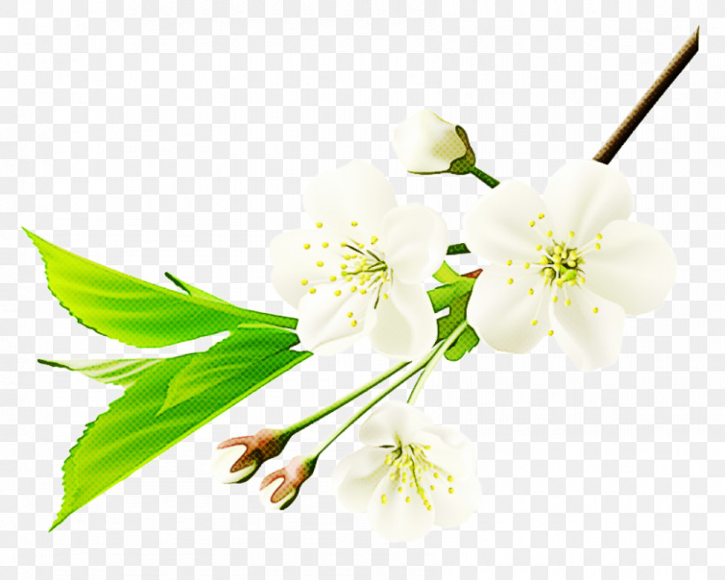 Flower Plant Branch Petal Pedicel, PNG, 850x680px, Flower, Blossom, Branch, Cut Flowers, Mock Orange Download Free
