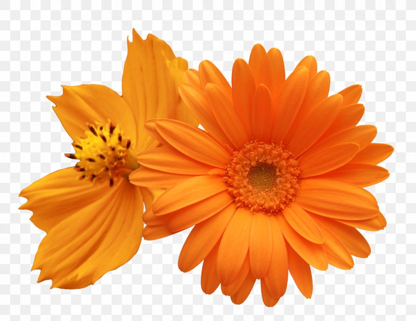 Flower Transvaal Daisy Common Daisy Clip Art, PNG, 1956x1509px, Flower, Calendula, Chamomile, Chrysanthemum, Color Download Free