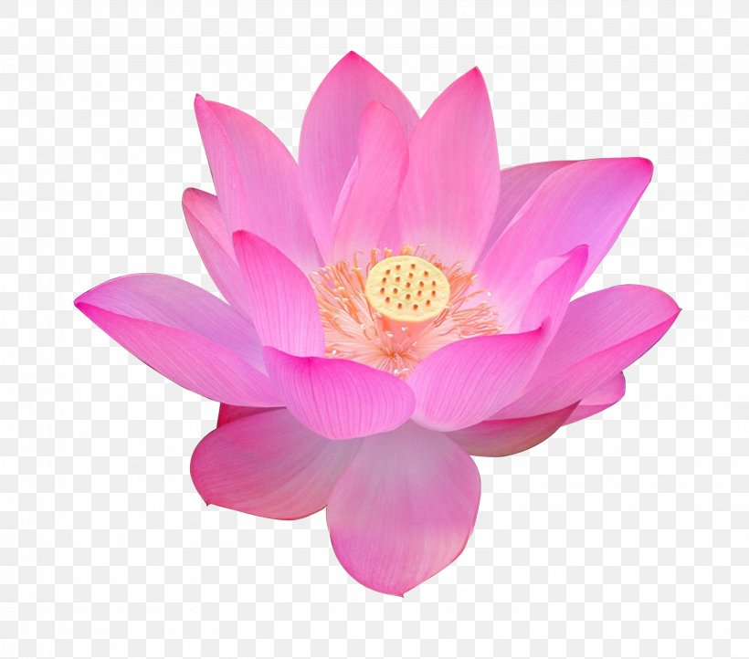Nelumbo Nucifera Volga Delta Egyptian Lotus Flower Falun Gong, PNG, 2982x2629px, Nelumbo Nucifera, Aquatic Plant, Buddhism, Dahlia, Egyptian Lotus Download Free