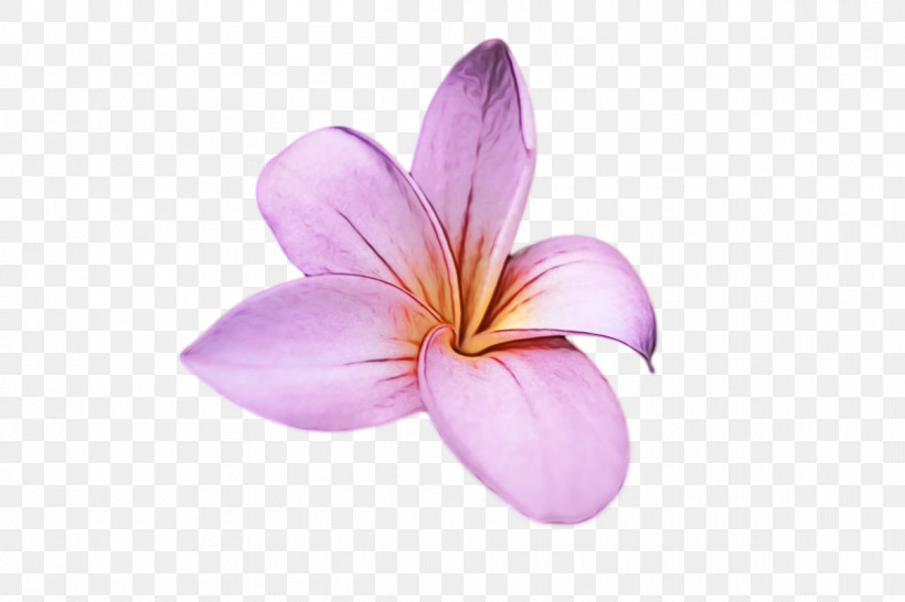 Flower Lilac M Petal Close-up, PNG, 1200x800px, Watercolor, Closeup, Flower, Lilac M, Paint Download Free
