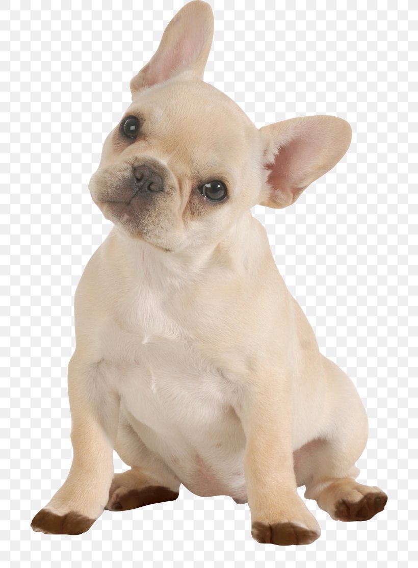 French Bulldog Chihuahua Puppy Dog Breed, PNG, 768x1114px, French Bulldog, American Kennel Club, Breed, Breeder, Bulldog Download Free
